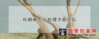 杜鹃根怎么处理才能下缸