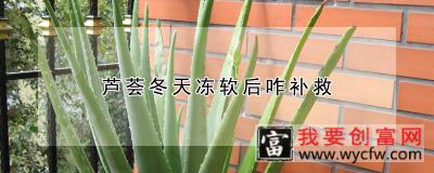 芦荟冬天冻软后咋补救