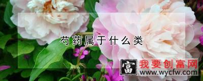 芍药属于什么类