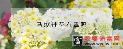 马缨丹花有毒吗