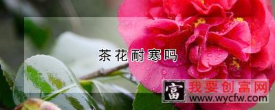 茶花耐寒吗