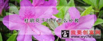 杜鹃花干叶子怎么补救