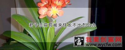 君子兰花苞被夹住长不出怎么办