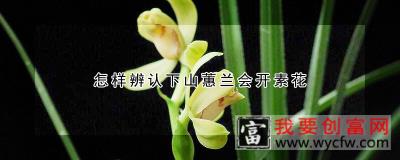 怎样辨认下山蕙兰会开素花