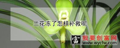 兰花冻了怎样补救呢