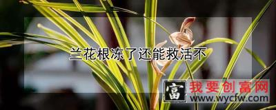 兰花根冻了还能救活不