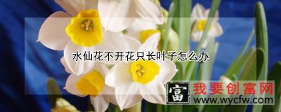 水仙花不开花只长叶子怎么办