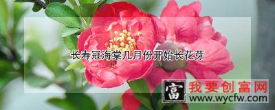 长寿冠海棠几月份开始长花芽