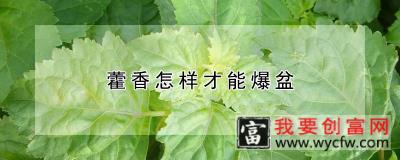 藿香怎样才能爆盆