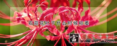 石蒜花叶子什么时候枯萎