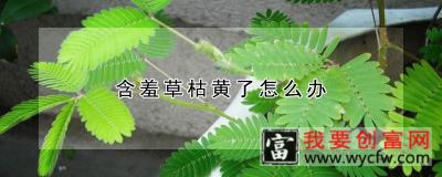 含羞草枯黄了怎么办