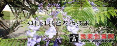 如何扦插蓝花楹技术