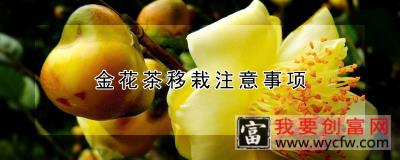 金花茶移栽注意事项