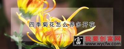 四季菊花怎么养多开花