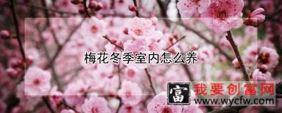 梅花冬季室内怎么养