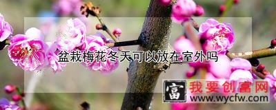 盆栽梅花冬天可以放在室外吗