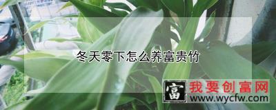 冬天零下怎么养富贵竹