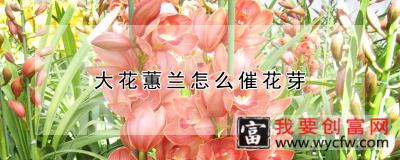 大花蕙兰怎么催花芽