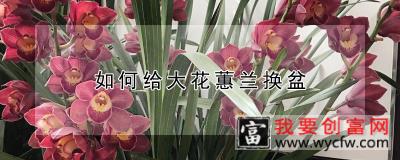 如何给大花蕙兰换盆