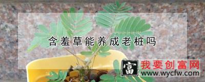 含羞草能养成老桩吗