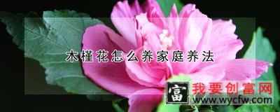 木槿花怎么养家庭养法