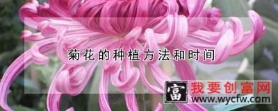 菊花的<a href=https://www.wycfw.com/e/tags/?tagid=232 target=_blank class=infotextkey>种植方法</a>和时间