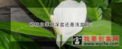 种植白掌用深盆还是浅盆好？