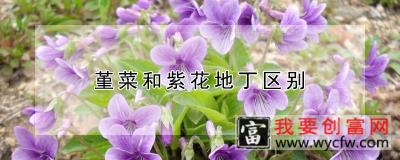 堇菜和紫花地丁区别