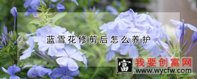 蓝雪花修剪后怎么养护