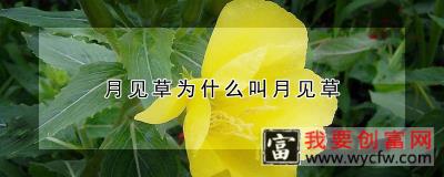 月见草为什么叫月见草