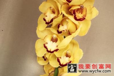 大花蕙兰什么时候开花抽花剑