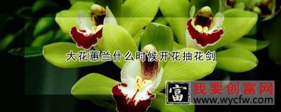 大花蕙兰什么时候开花抽花剑