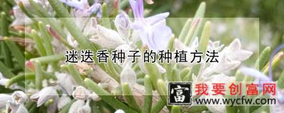 迷迭香种子的种植方法