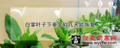 白掌叶子下垂变软几天能恢复