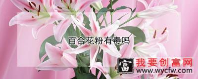 百合花粉有毒吗