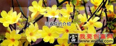 迎春花的介绍