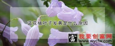 蓝花楹叶子发黄是什么原因