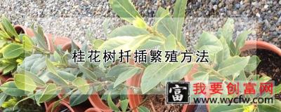 桂花树扦插繁殖方法