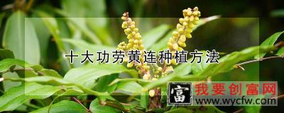 十大功劳黄连<a href=https://www.wycfw.com/e/tags/?tagid=232 target=_blank class=infotextkey>种植方法</a>