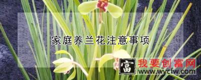 家庭养兰花注意事项