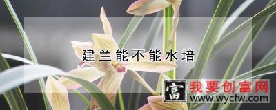 建兰能不能水培