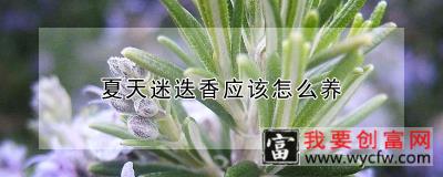 夏天迷迭香应该怎么养