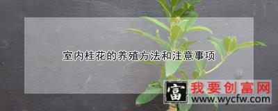 室内桂花的<a href=https://www.wycfw.com/e/tags/?tagid=63 target=_blank class=infotextkey><a href=https://www.wycfw.com/yangzhi/ target=_blank class=infotextkey>养殖</a></a>方法和注意事项