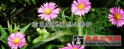 荷兰菊夏天怎么养护