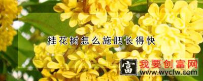 桂花树怎么施肥长得快