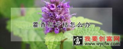 藿香花干枯怎么办