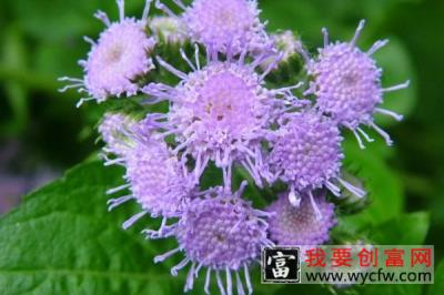 藿香花干枯怎么办