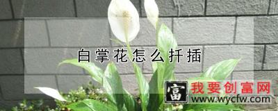 白掌花怎么扦插