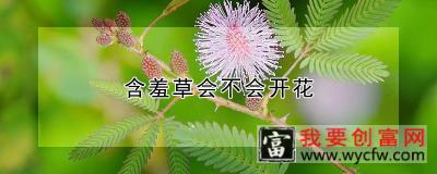 含羞草会不会开花