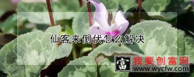 仙客来倒伏怎么解决